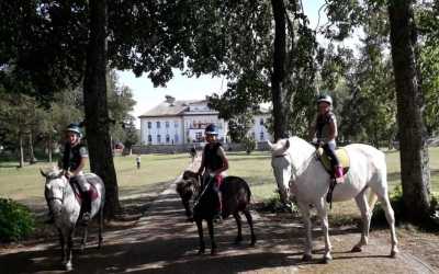 Lazzy Horse (dla początkujących)